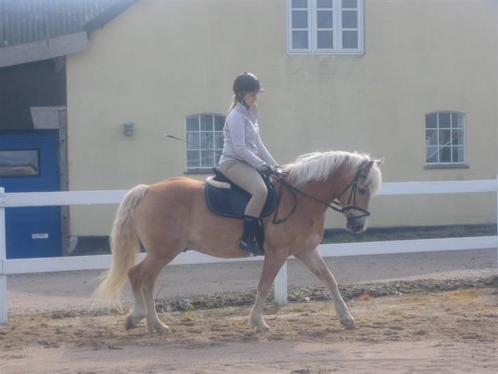 Haflinger Lucky - foto: mor april 2008 billede 3