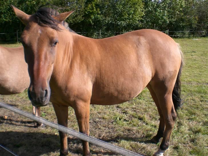 Anden særlig race Maddy *solgt* - Se, hvad jeg kan med ørene :) billede 4