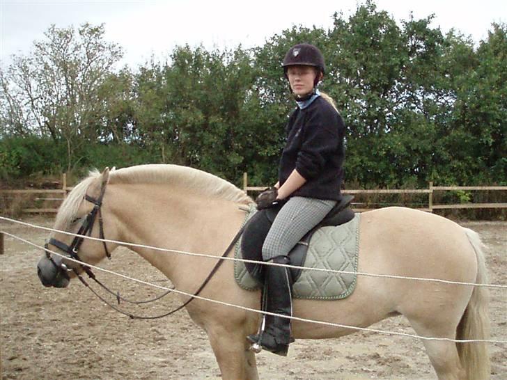Fjordhest Ingegård's Bea SOLGT - Dette billede er tager anden gang jeg var ude at prøve hende. billede 3