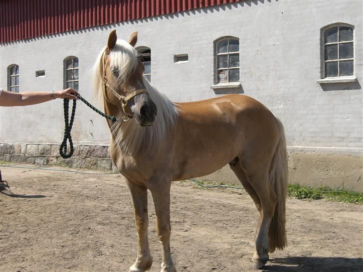 Haflinger Asti billede 1