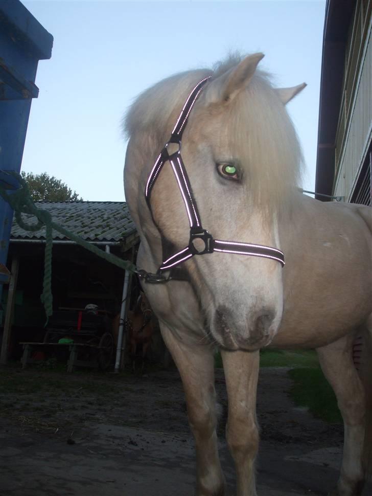 Palomino Oswald har passet billede 1