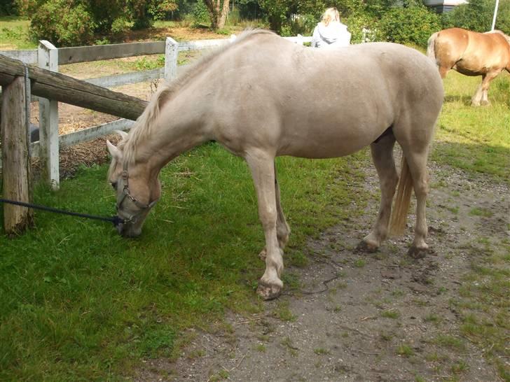 Palomino Oswald har passet billede 2