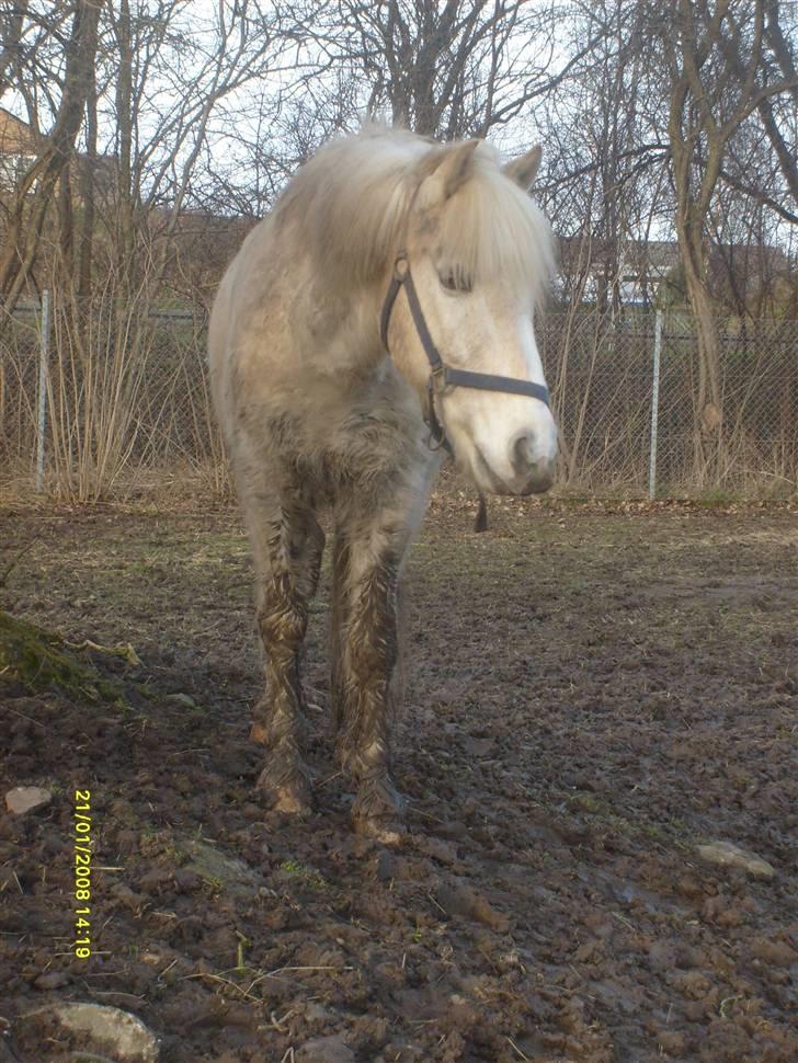Palomino Oswald har passet billede 3