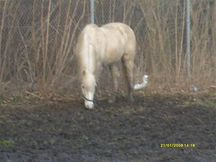 Palomino Oswald har passet billede 4