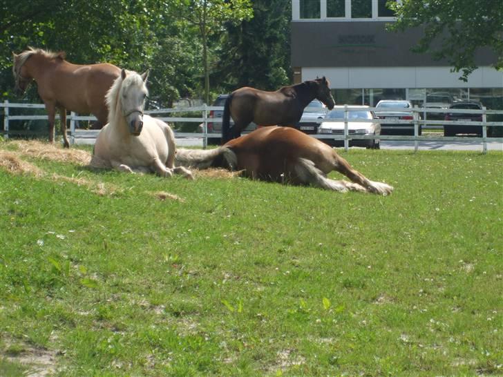 Palomino Oswald har passet billede 5