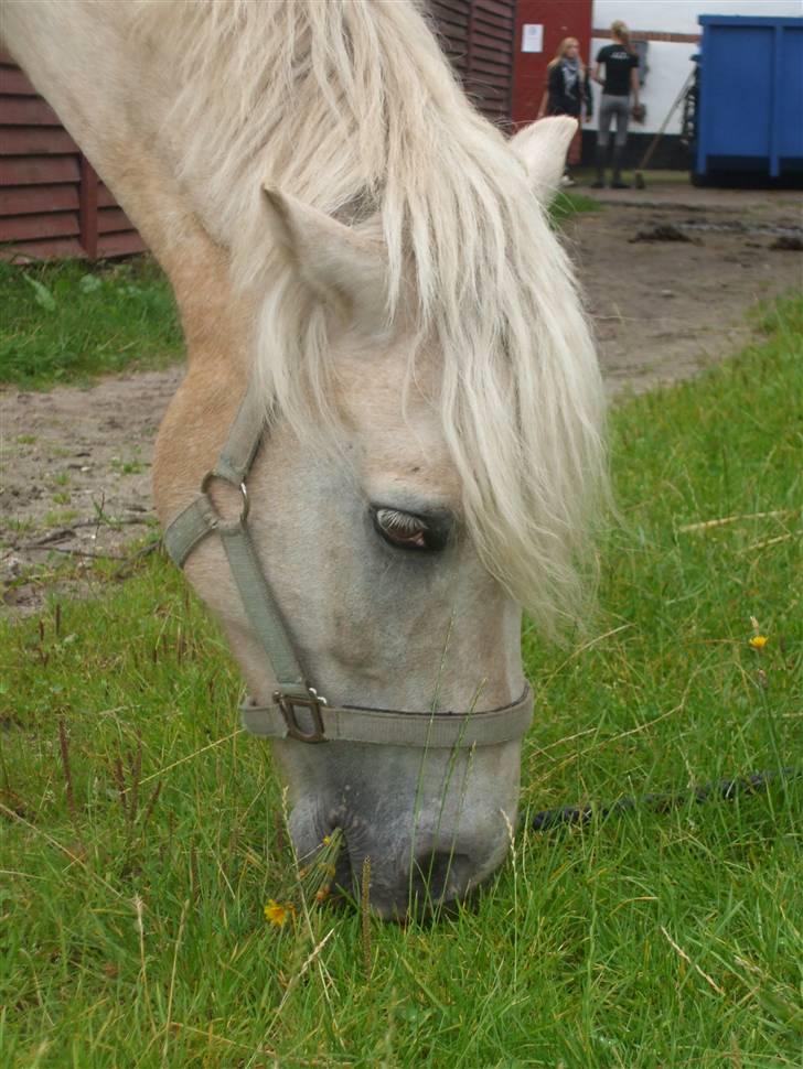 Palomino Oswald har passet billede 6