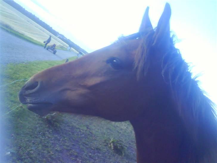 Anden særlig race Shadow <3 (: - Smukker Shadow billede 1