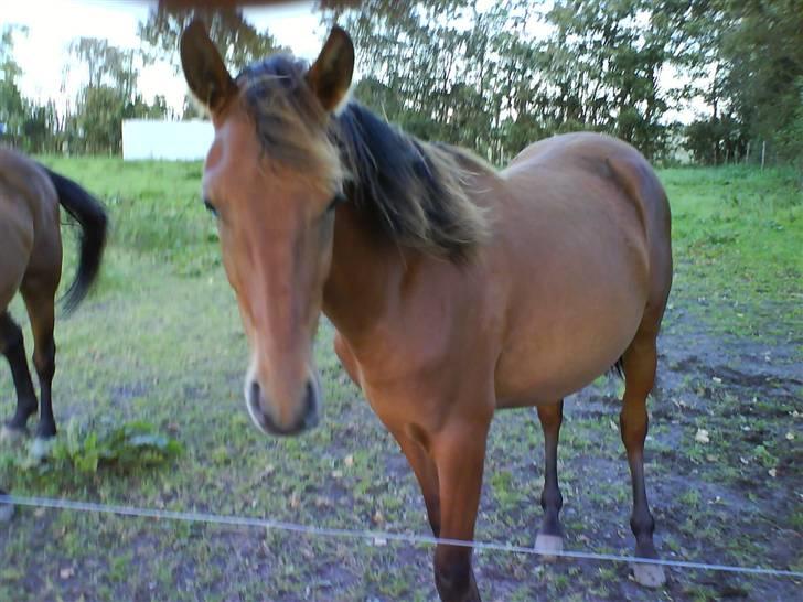 Anden særlig race Shadow <3 (: - Elsker diig <3 billede 2