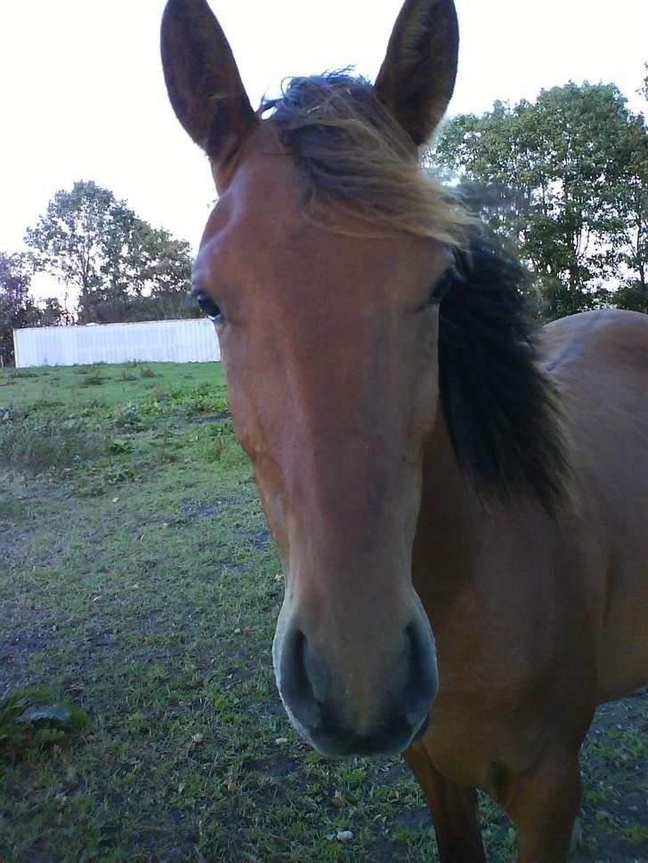 Anden særlig race Shadow <3 (: - Hans kønne hoved<3 billede 3