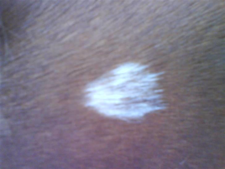 Anden særlig race Shadow <3 (: - Se der er noget pinto over ham <3 hans lille pino pelt som sidder på halsen <3 billede 4