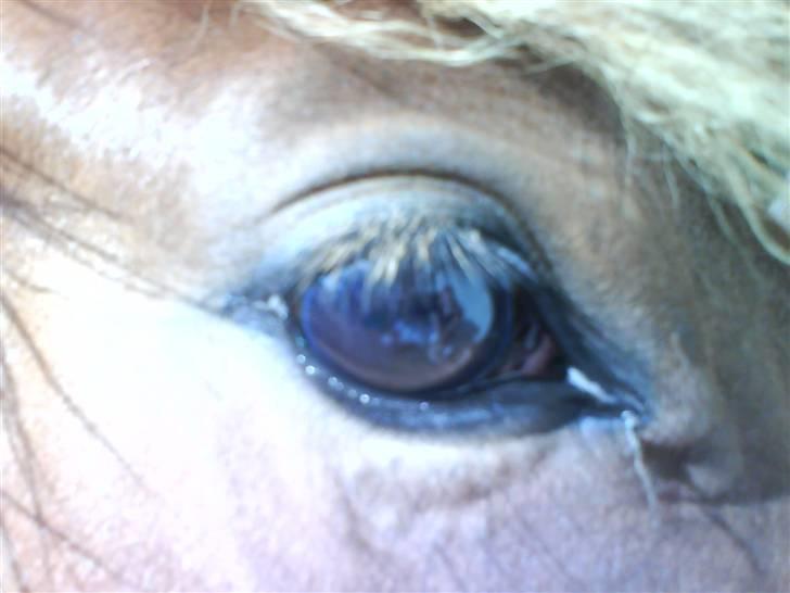 Anden særlig race Shadow <3 (: - hans smukke øje <3 billede 7