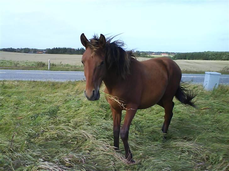 Anden særlig race Shadow <3 (: - Shadow på fold <3 billede 8