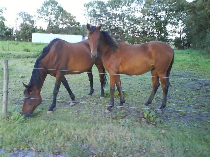 Anden særlig race Shadow <3 (: - Til venstre Tulle og til højre Shadow <3 billede 9