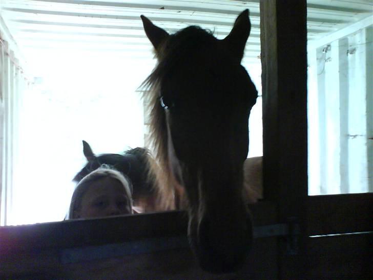 Anden særlig race Shadow <3 (: - Shadow og Zabina i boksen <3 billede 11