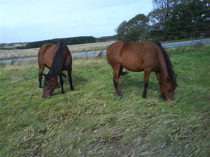 Anden særlig race Shadow <3 (: - Til højre Shadow Og til ventre Tulle .  billede 12