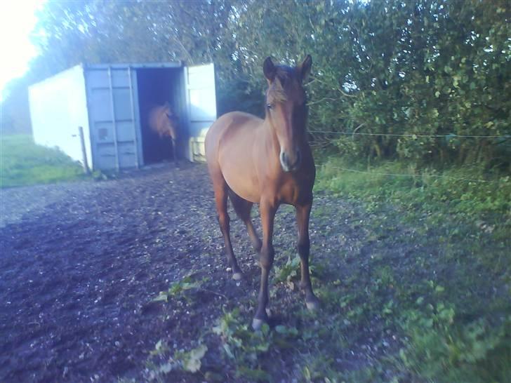 Anden særlig race Shadow <3 (: - Smukke hest <333 billede 13
