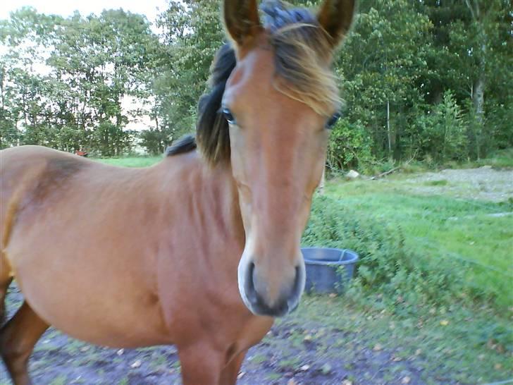 Anden særlig race Shadow <3 (: - Smuk , Smukkere , Smukkest billede 14