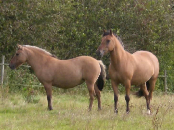 Anden særlig race Maddy *solgt* - Kan du gætte hvem der er Maddy..? :) billede 7