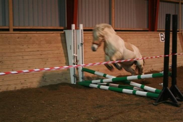 Fjordhest Ingegård's Bea SOLGT - Bea løsspringer billede 9