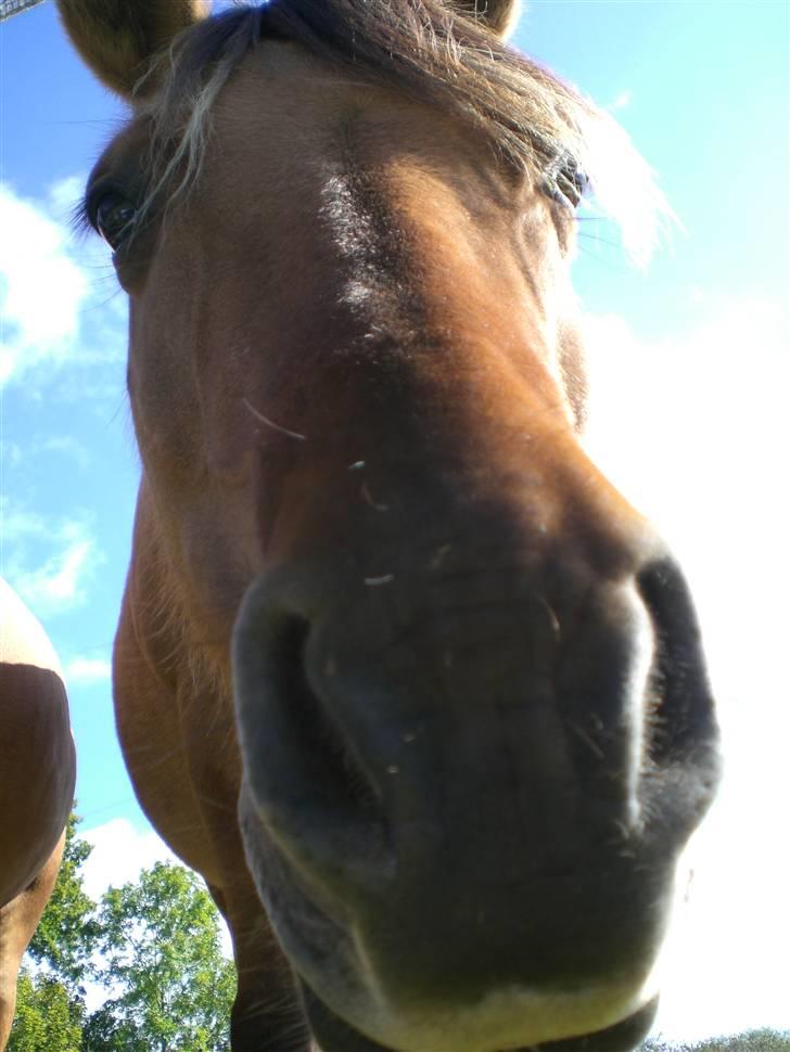 Anden særlig race Emma - Lidt nyskerrig har man da lov til at være. billede 10