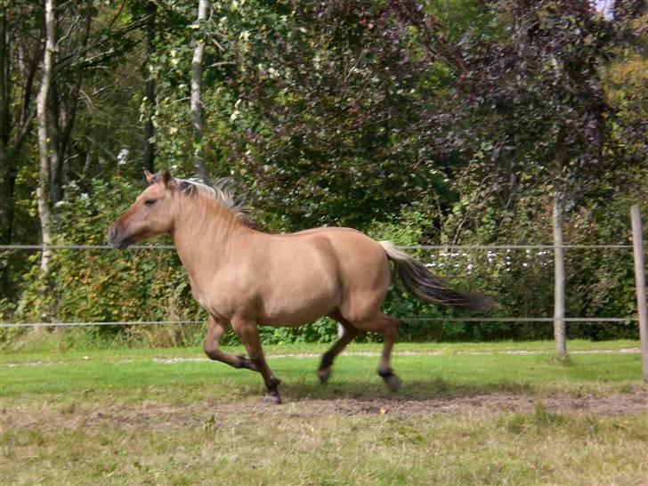 Anden særlig race Emma - Så tar hun lige en galop :) billede 12