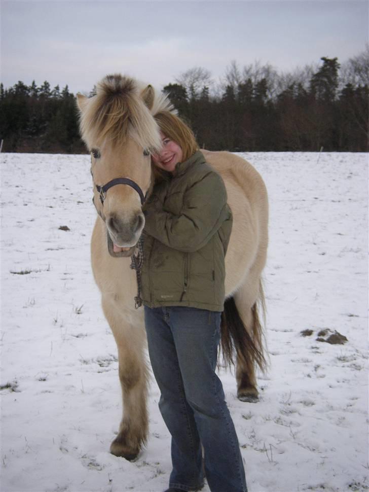 Fjordhest Klaus - Åhhh klaus! Love you! se ham han rækker tunge;) hehe billede 1