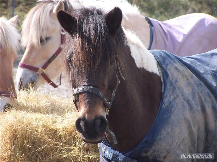 Anden særlig race | Klakkebjergs Tamara |  - Fordi jeg elsker dig ! billede 1