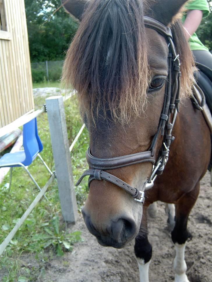 Anden særlig race | Klakkebjergs Tamara |  - Fordi jeg elsker dig ! billede 2