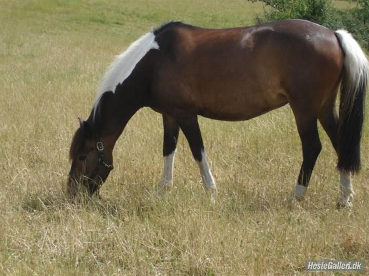 Anden særlig race | Klakkebjergs Tamara |  - Fordi jeg elsker dig ! billede 3