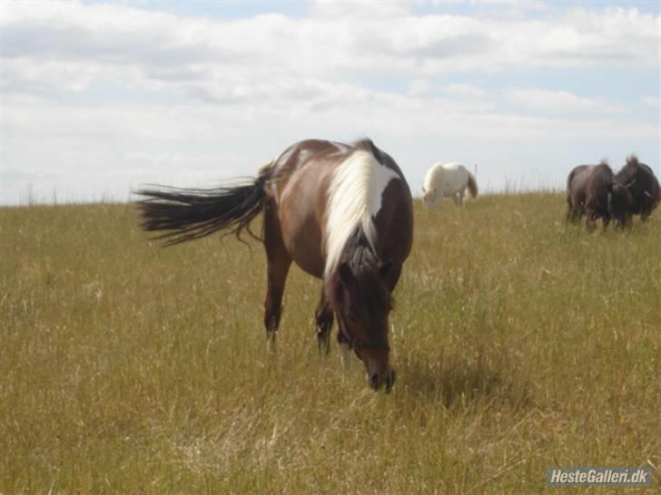 Anden særlig race | Klakkebjergs Tamara |  - Fordi jeg elsker dig ! billede 4