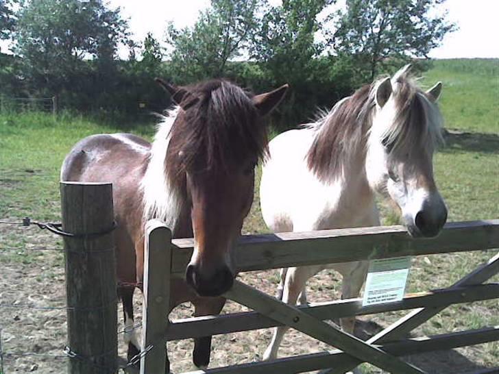 Anden særlig race | Klakkebjergs Tamara |  - Fordi jeg elsker dig ! billede 5