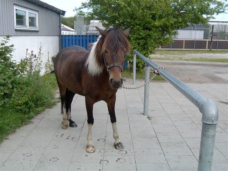 Anden særlig race | Klakkebjergs Tamara |  - Fordi jeg elsker dig ! billede 6