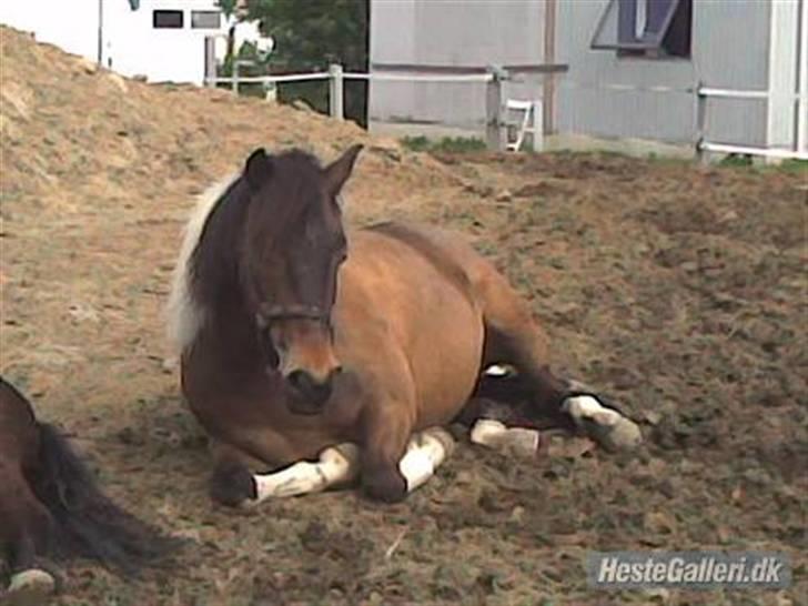 Anden særlig race | Klakkebjergs Tamara |  - Fordi jeg elsker dig ! billede 7
