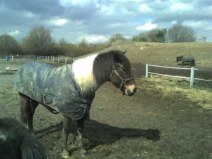 Anden særlig race | Klakkebjergs Tamara |  - Fordi jeg elsker dig ! billede 8