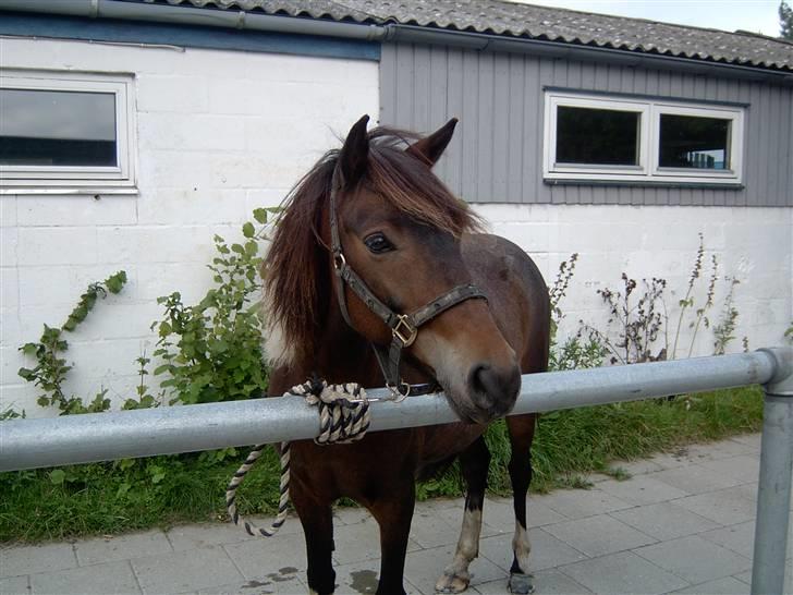 Anden særlig race | Klakkebjergs Tamara |  - Fordi jeg elsker dig ! billede 9
