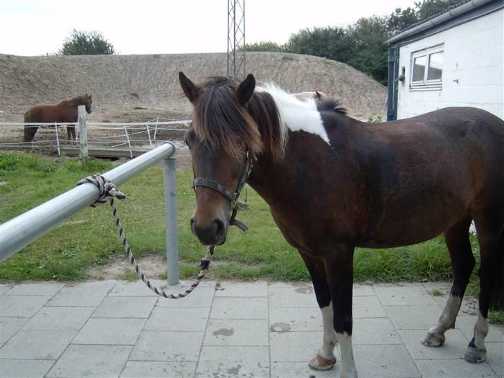 Anden særlig race | Klakkebjergs Tamara |  - Fordi jeg elsker dig ! billede 11