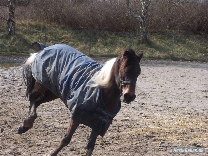 Anden særlig race | Klakkebjergs Tamara |  - Fordi jeg elsker dig ! billede 13