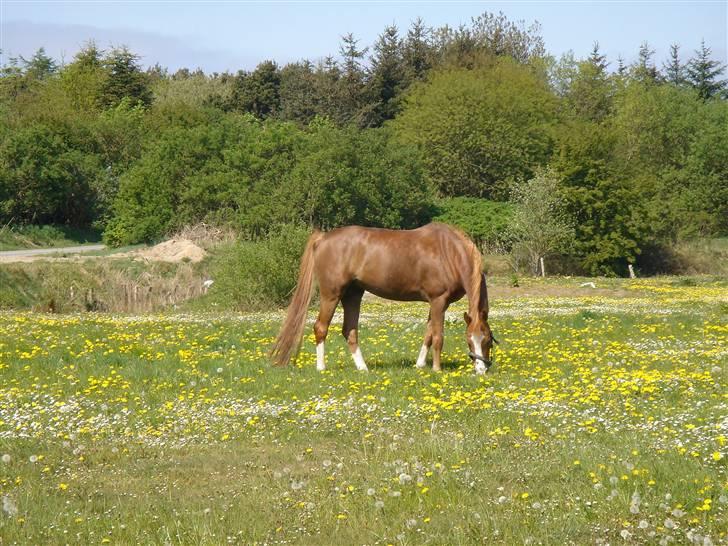 DSP Cassie - Cassie på marken <3 billede 17