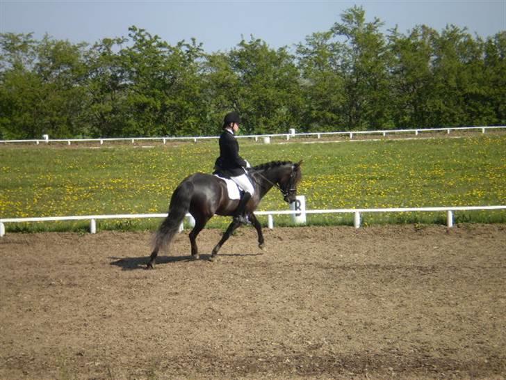 New Forest Kikkenberg's Rikki *SOLGT - Rikki til stævne i Løgstrup .. billede 15