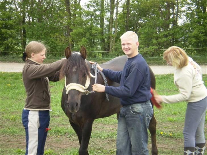 New Forest Kikkenberg's Rikki *SOLGT - Så bliver der gjordt klar, hvor blir jeg fin <3 billede 16