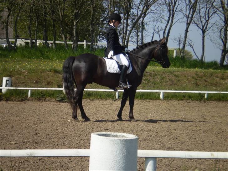 New Forest Kikkenberg's Rikki *SOLGT - Hvor står han fin (: billede 17