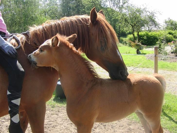 Anden særlig race wendy - Wendy og hesnes føl fra 2010, Mango Chutney <3 på billedet bliver hun redet første gang efter føllet billede 2