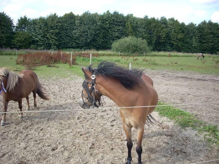 Dartmoor Asterix* (solgt) billede 1