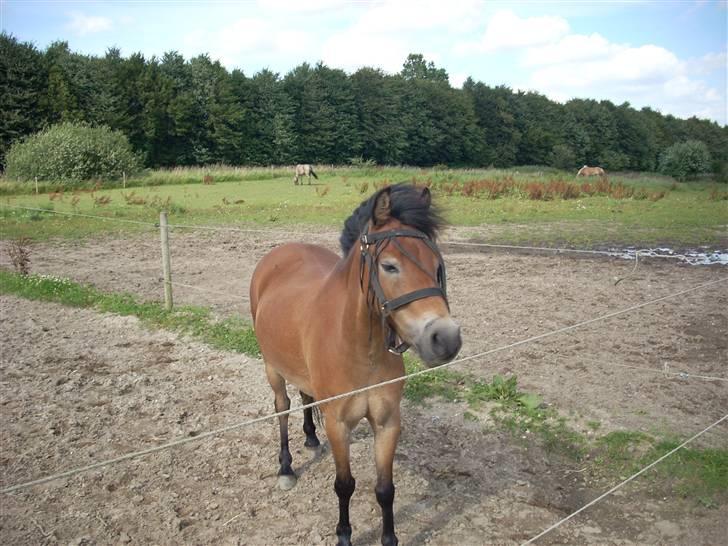 Dartmoor Asterix* (solgt) billede 2