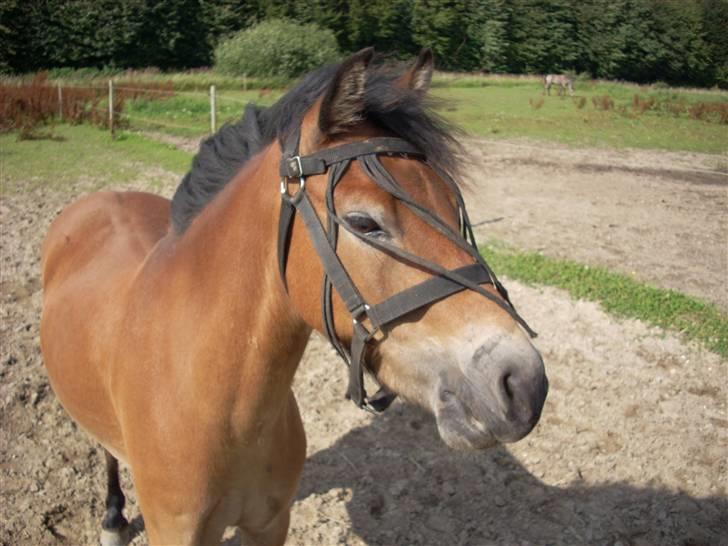 Dartmoor Asterix* (solgt) billede 3