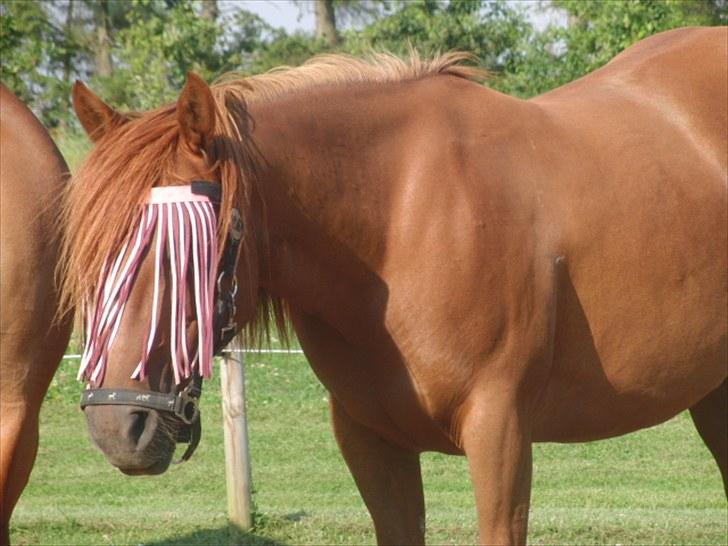 Anden særlig race wendy - Den smukkeste, dejligste og min pige!! <33 billede 3