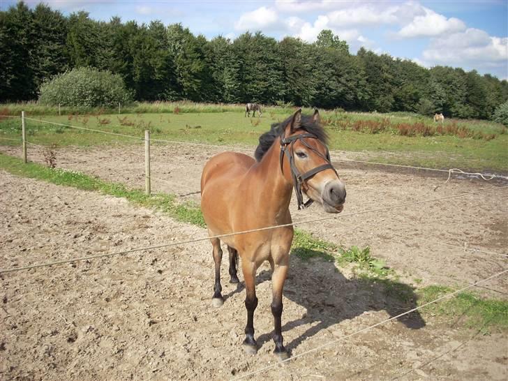 Dartmoor Asterix* (solgt) billede 4