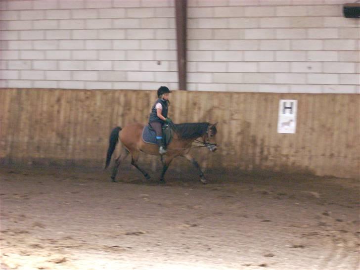 Dartmoor Asterix* (solgt) billede 5