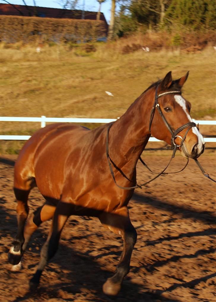 Dansk Varmblod Ganneskovgaards Donna/†af - igen står hun og kigger :D billede 4