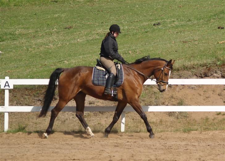 Dansk Varmblod Ganneskovgaards Donna/†af - Trav 4 gang jeg rider hende efter at hun er kommet hjem fra lene 3/5-2008 billede 8